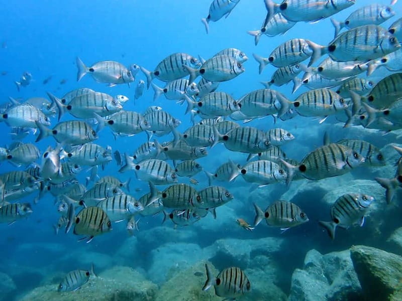 Lanzarote: Beginner Diving Course Costa Teguise (2 dives) - Equipment, insurance, and what you don’t have to worry about
