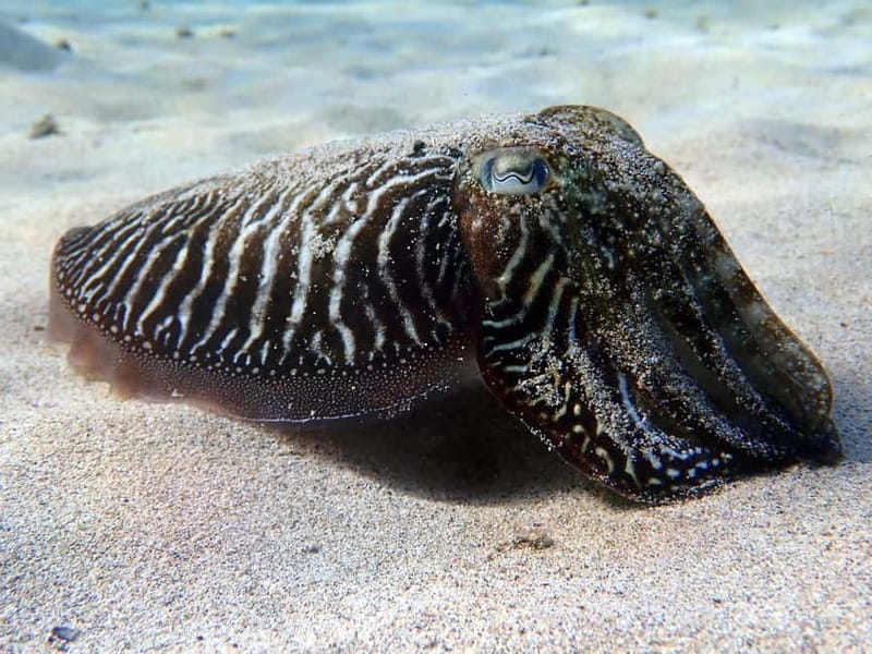 Lanzarote: Beginner Diving Course Costa Teguise (2 dives) - Instructor experience: planning support plus on-water calm