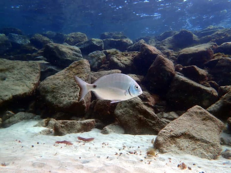 Lanzarote: Beginner Diving Course Costa Teguise (2 dives) - Who this course fits best (and who should skip it)