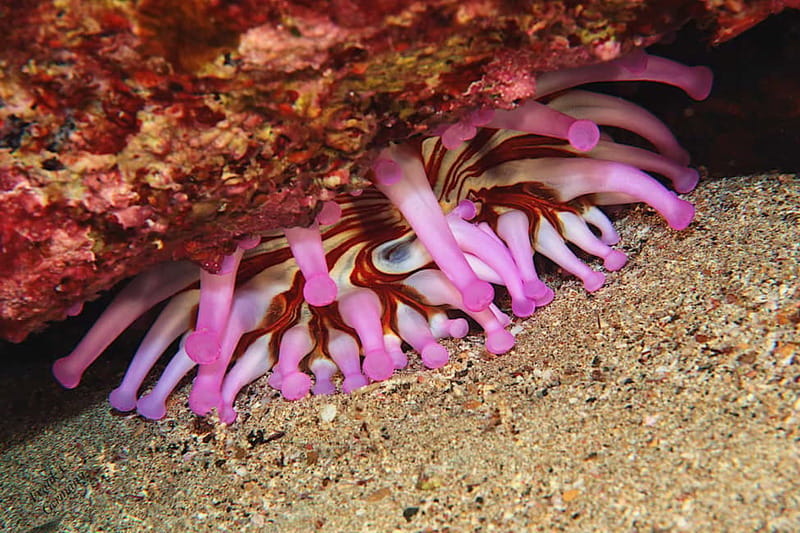 Lanzarote: Beginner Diving Course Costa Teguise (2 dives) - First water session at 3–5m: building comfort fast