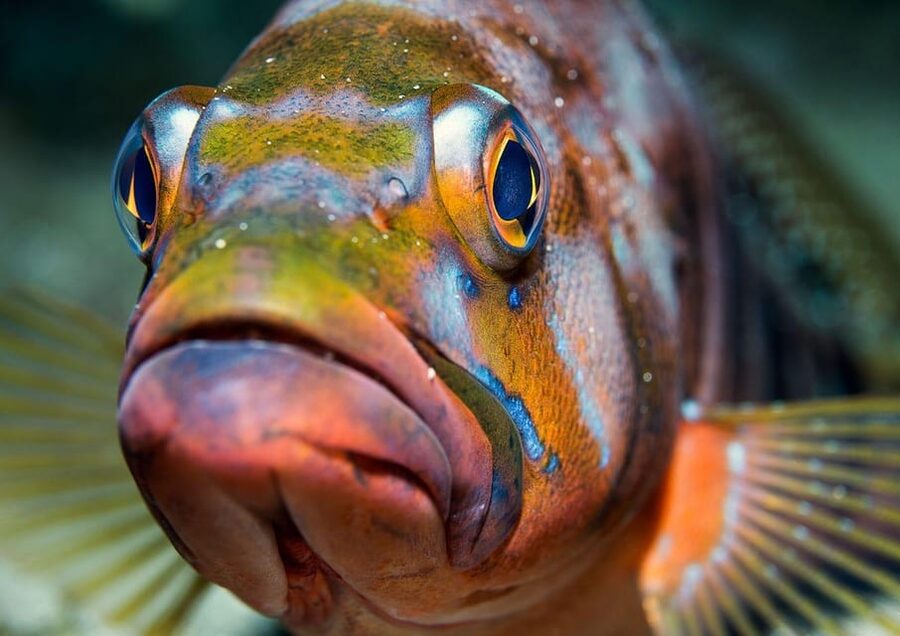 Lanzarote: Diving Baptism in Puerto de Carmen 2 Dives - Second Underwater Session Up to 12 Meters: More Room for Wildlife