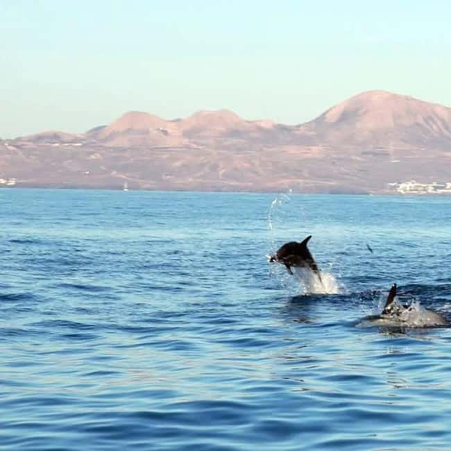 Lanzarote: Dolphin Watching by speedboat - Speedboat Dolphin Watching from Puerto del Carmen: how the 2–2.5 hours really feel
