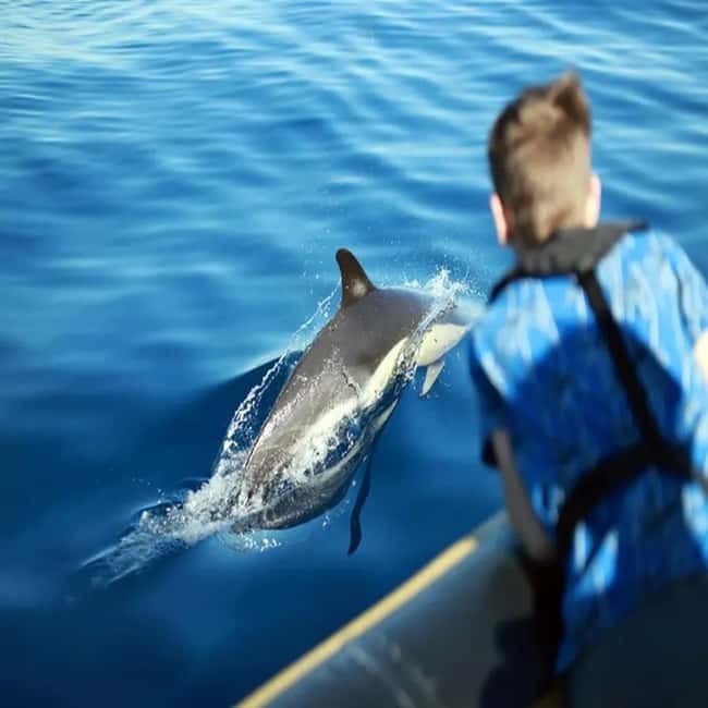 Lanzarote: Dolphin Watching by speedboat - Ride comfort and safety: fast waves, glasses, and hats that might fly