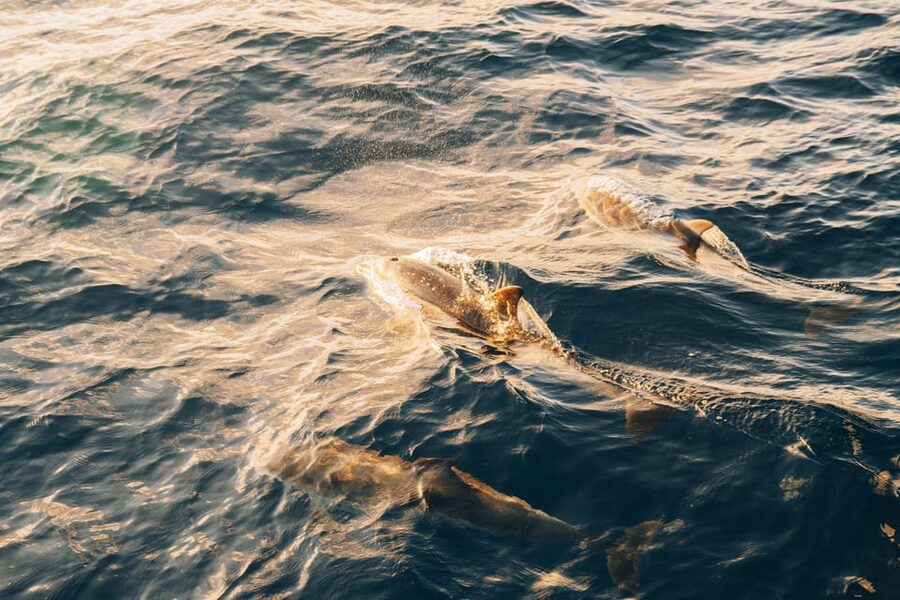 Lanzarote: Dolphin-Watching Sunset Cruise with Transfers - Why this Lanzarote dolphin-and-sunset cruise feels like a local win