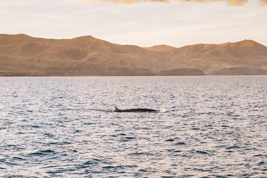 Lanzarote: Dolphin-Watching Sunset Cruise with Transfers - Who should book this, and who might want a different kind of cruise