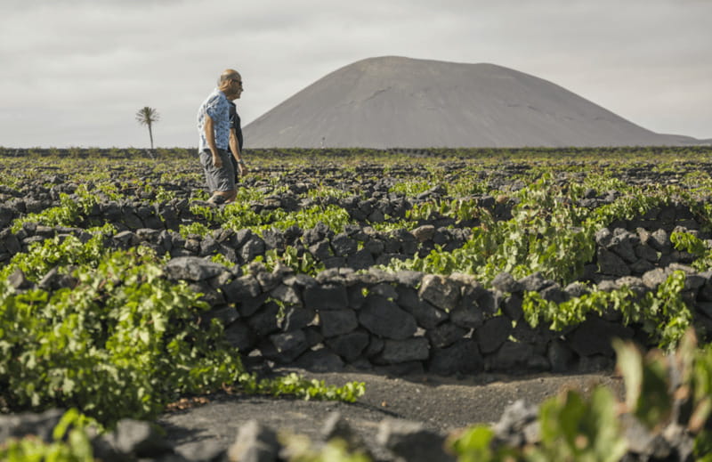 Lanzarote: El Grifo Wine Cellar Tour with Tasting - Why El Grifo’s 1.5-Hour Wine Cellar Tour Makes Sense