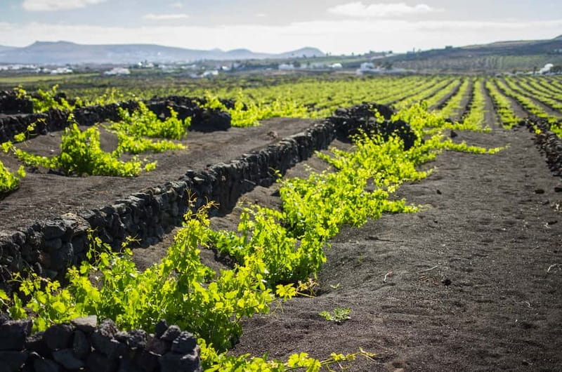 Lanzarote: El Grifo Wine Cellar Tour with Tasting - Who This Tour Fits Best (And Who Might Want Something Longer)