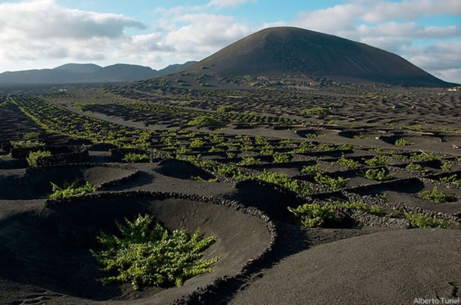 Lanzarote: Full Day Bus Tour with Scenic Views - La Geria’s Wine Country: Seeing How Volcanic Ground Changes Farming