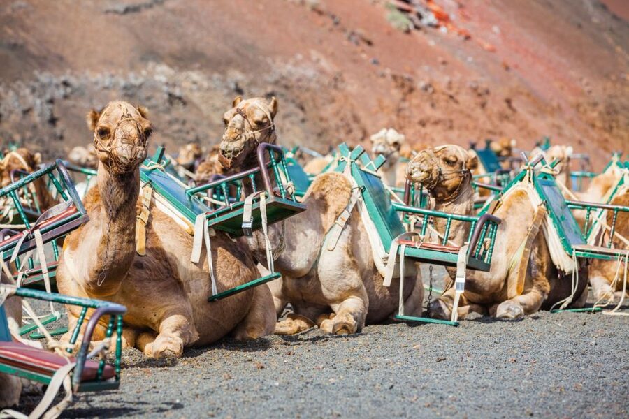 Lanzarote: Guided Day Trip to Timanfaya Park & Lago Verde - A South Lanzarote Day Packed Between Volcanoes and Sea