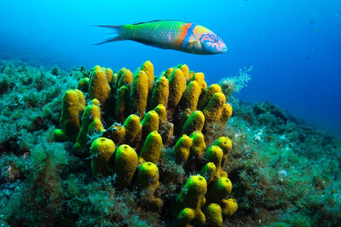 Lanzarote Introductory Scuba Diving Experience - Why Playa Chica’s Shallow Water Is a Smart First-Scuba Choice