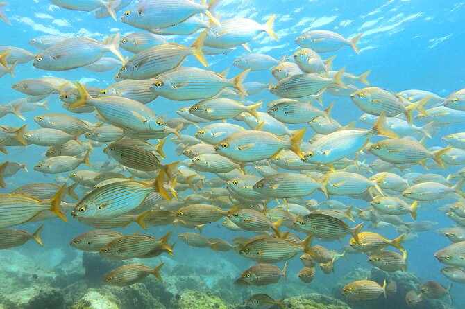 Lanzarote Introductory Scuba Diving Experience - From Breathing Practice to the Three Skills You’ll Learn