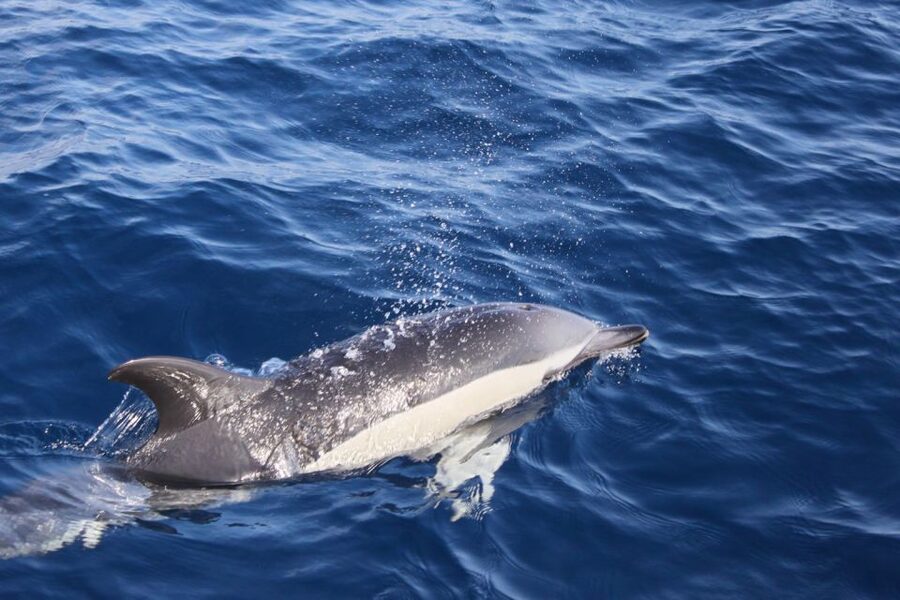 Lanzarote: Lobos Island Half-Day Dolphin Watching Trip - From Puerto del Carmen to Lobos: why this half-day works
