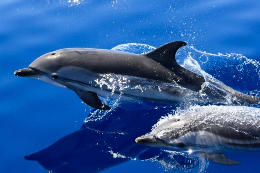 Lanzarote: Lobos Island Half-Day Dolphin Watching Trip - Lobos Island on your terms: beaches, lagoons, volcanic paths