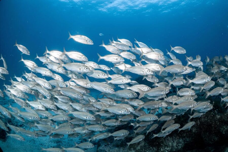 Lanzarote: Scuba Diving for Beginners with 2 Dives - Key things that make this beginner course work