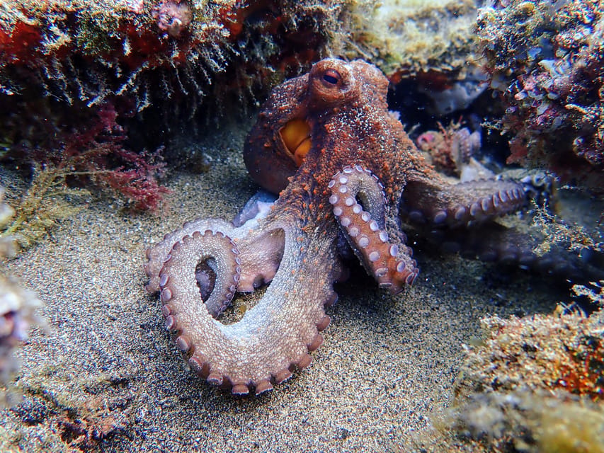 Lanzarote: Scuba Diving for Beginners with 2 Dives - Equipment, insurance, and refreshments: what the $165 actually buys