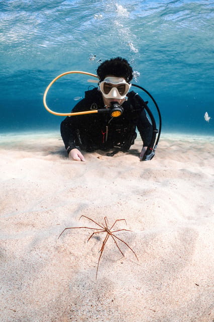 Lanzarote: Scuba Diving for Beginners with 2 Dives - Who this is perfect for, and who should skip it