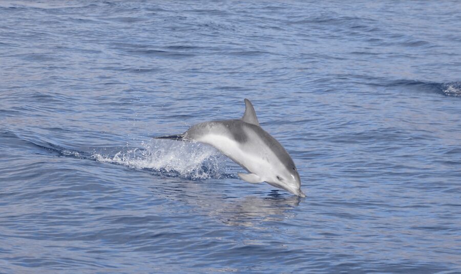Lanzarote: Sea Safari Experience - Key things to know before you go