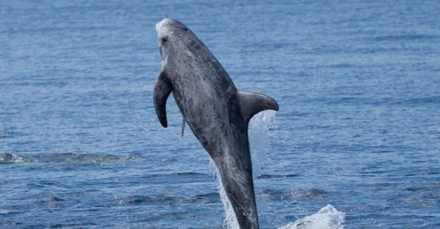Lanzarote: Sea Safari Experience - Should You Book This Sea Safari Experience?