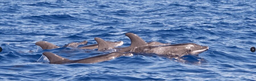 Lanzarote: Sea Safari Experience - Lanzarote’s Atlantic Coast From a Motor Trimaran