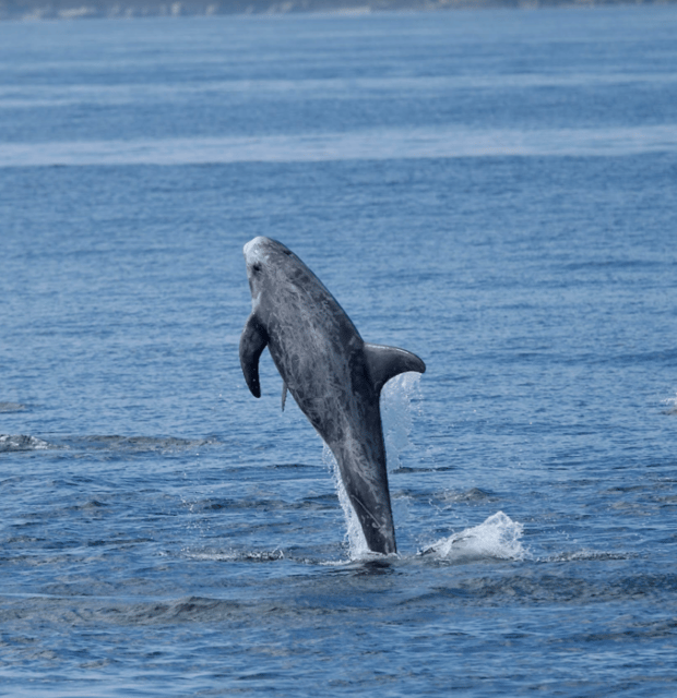 Lanzarote: Sea Safari Experience - Hydrophone Time: Listening for Whales and Dolphins