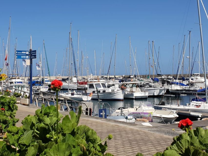 Lanzarote: Sea Safari Experience - What You’re Likely to See (And Why Timing Matters)