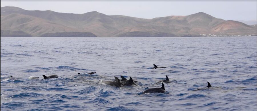 Lanzarote: Sea Safari Experience - Comfort, Sea Conditions, and Who This Boat Works For
