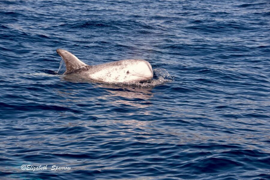 Lanzarote: Sea Safari Experience - Price and Value: What $71 Gets You in 3 Hours
