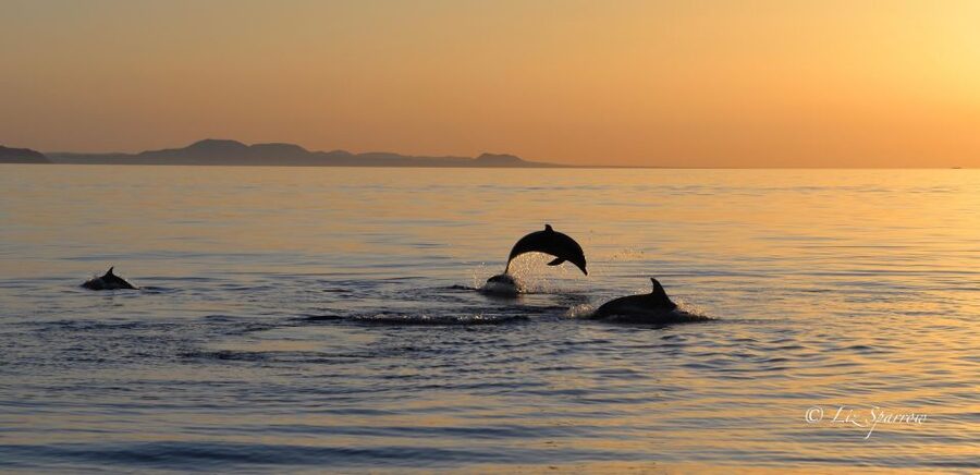 Lanzarote: Sea Safari Experience - Practical Logistics: Pontoon H and 15 Minutes Early