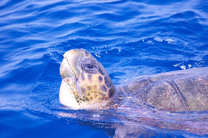 Lanzarote Sea Safari from Puerto calero - Wildlife Spotting: Dolphins, Whales, and the Honest Odds