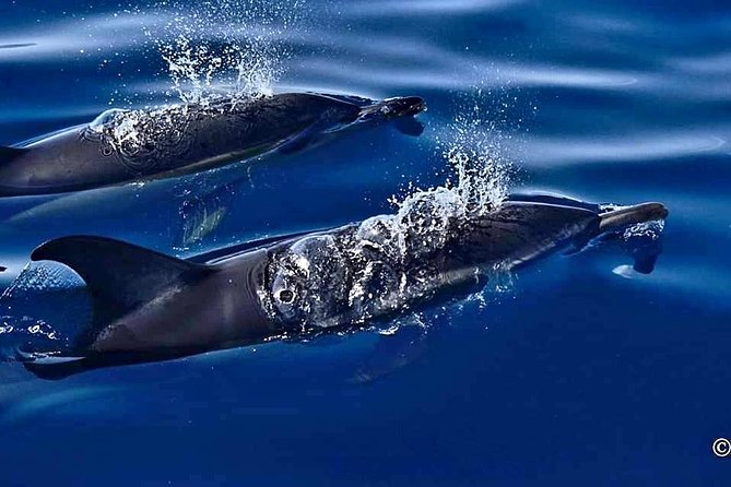 Lanzarote Sea Safari from Puerto calero - Weather Plans: Good Conditions Help, and That’s the Real Deal