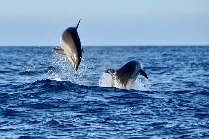 Lanzarote Sea Safari from Puerto calero - Price and Logistics: Paying for a Guided Boat Day