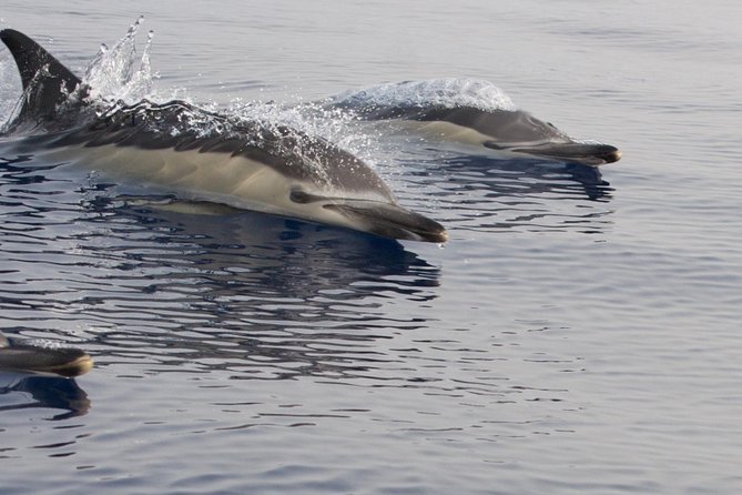 Lanzarote Sea Safari from Puerto calero - What the 3-Hour Sea Safari Includes (and Why It’s Good Value)
