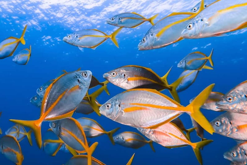 Lanzarote: Small Group Beginner Dive Course Costa Teguise - Why This Beginner Course Works in Lanzarote