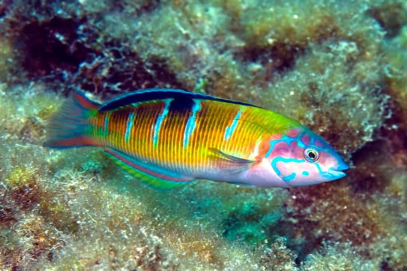 Lanzarote: Small Group Beginner Dive Course Costa Teguise - What’s Included vs. What You’ll Plan Around