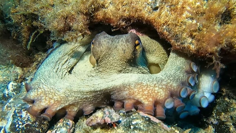 Lanzarote: Small Group Beginner Dive Course Costa Teguise - Price and Value: Is $85 a Good Deal for a First Dive?