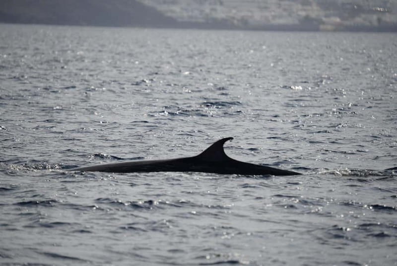 Lanzarote Sunset Experience with dolphin spotting - Key things to know before you go