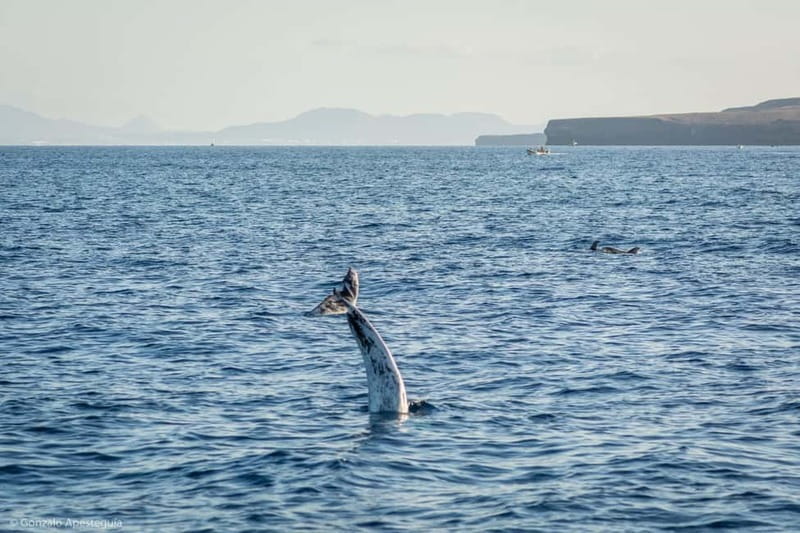 Lanzarote Sunset Experience with dolphin spotting - Dolphin spotting for Atlantic spotted and common dolphins