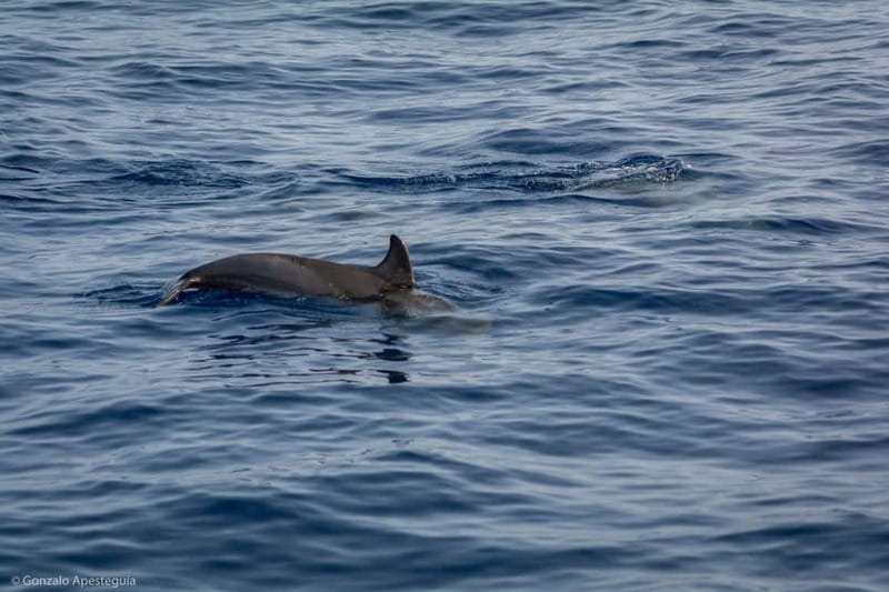Lanzarote Sunset Experience with dolphin spotting - Who this tour fits best (and who should set expectations)