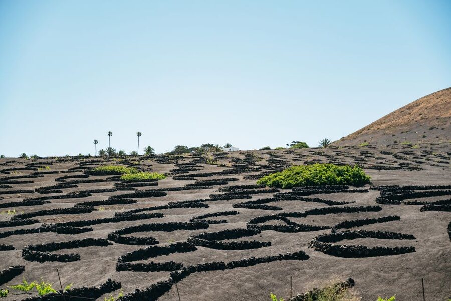 Lanzarote: Timanfaya National Park & La Geria Tour - Pickup, bus ride, and how the day really flows