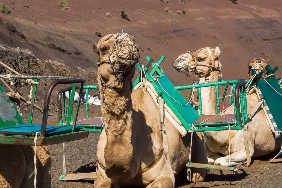 Lanzarote: Timanfaya National Park Volcanic Craters Tour - The exclusive Volcano Route: seeing Timanfaya without the car headaches