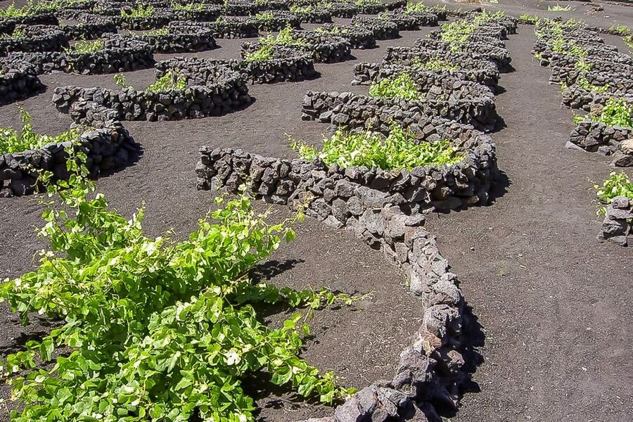 Lanzarote: Timanfaya National Park Volcanic Craters Tour - Optional camel ride: fun, but decide based on your comfort and timing