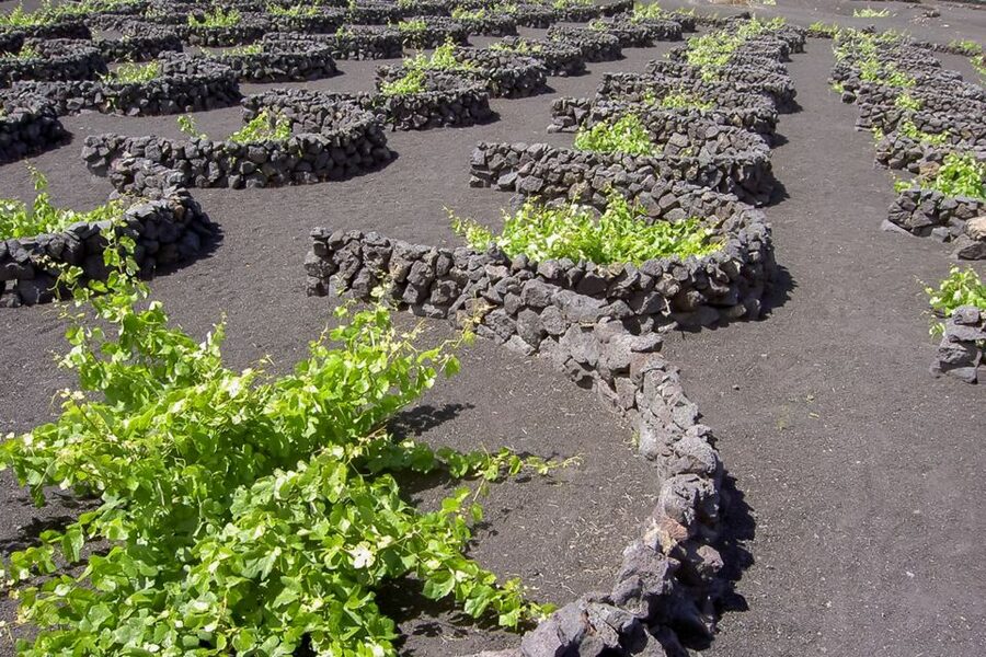 Lanzarote: Timanfaya Park and Jameos del Agua Full-Day Tour - The optional camel ride: fun, short, and paid in cash