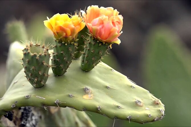 Lanzarote Tour: Lagomar Museum, Cactus Garden & La Graciosa - Guatiza Cactus Garden: Architecture That Looks Like It Belongs