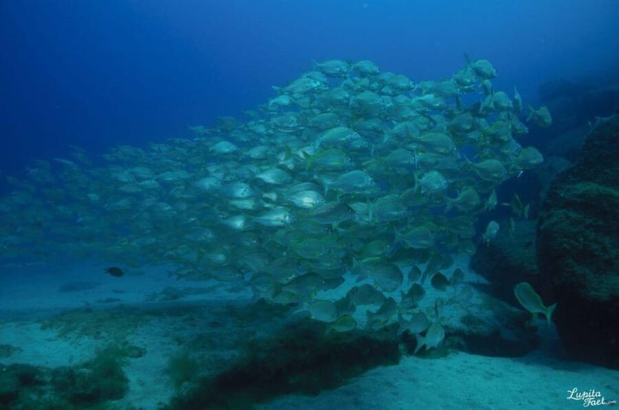 Lanzarote: Try Scuba Diving Experience - First-Timer Setup With a Pro Team in Lanzarote