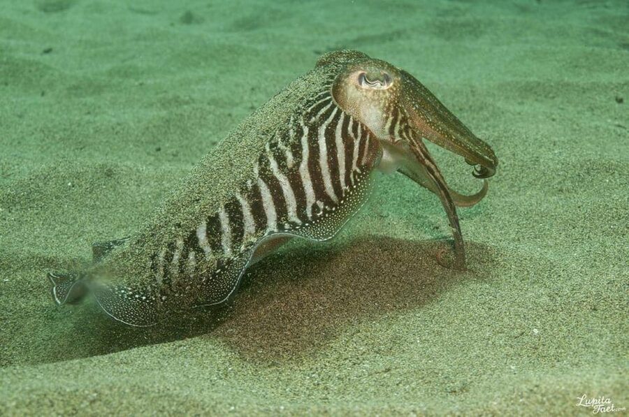 Lanzarote: Try Scuba Diving Experience - Choosing 5 Meters vs 12 Meters (And Staying Comfortable)