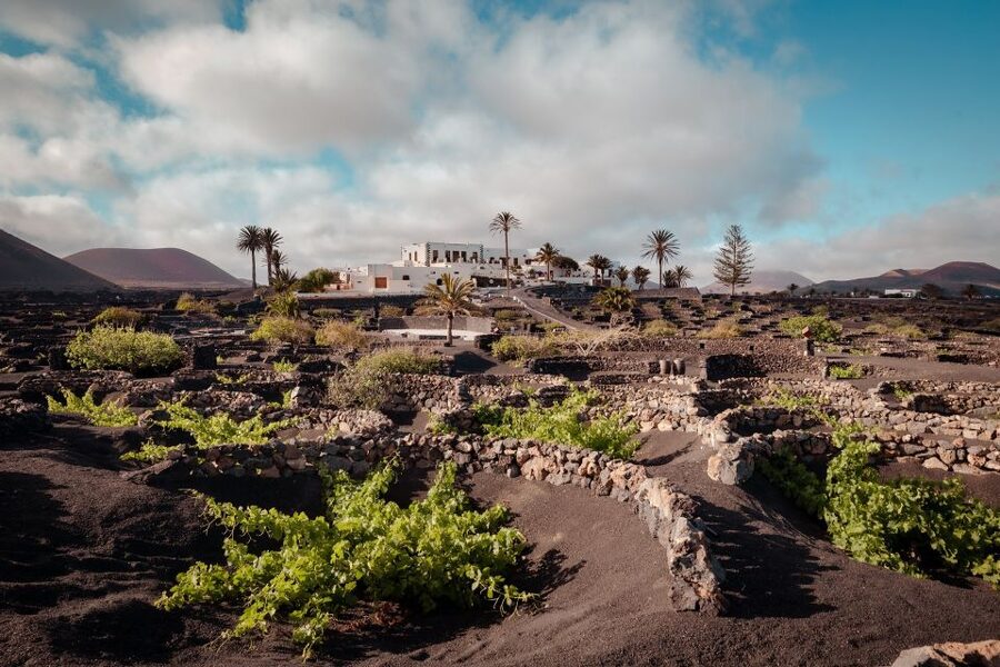 Lanzarote: Vineyard Tour with Wine and Chocolate Tasting - Organic Wine Tasting (40 Minutes) with the Right Pairing