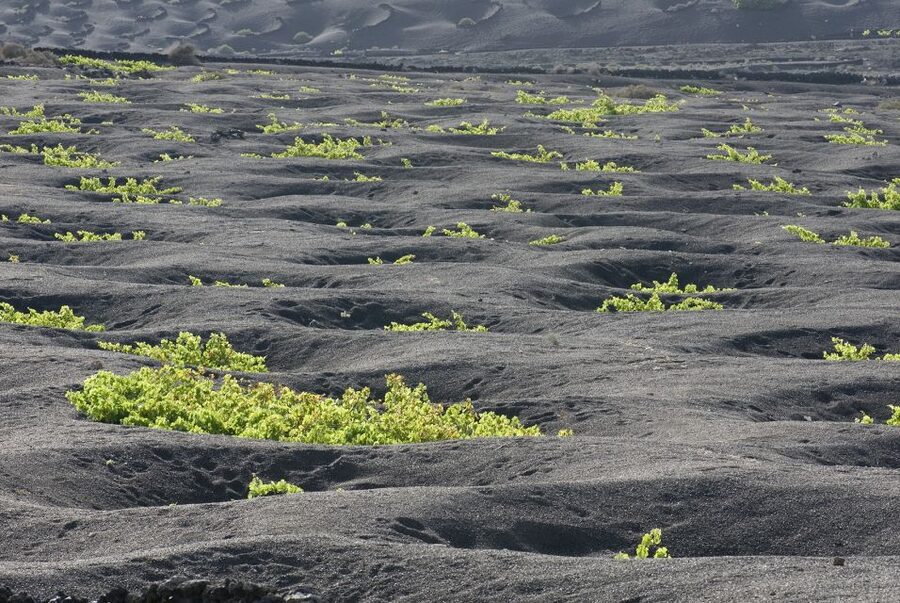 Lanzarote: Vineyard Tour with Wine and Chocolate Tasting - The Photo Stop and Mini Shopping Moment