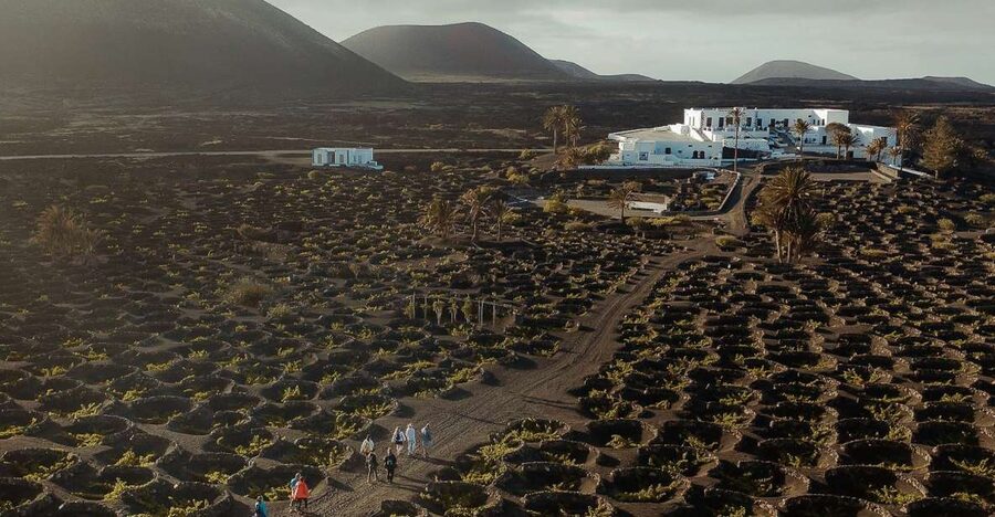 Lanzarote: Vineyard Tour with Wine and Chocolate Tasting - The 50-Minute Vineyard Walk: In the Footsteps of Volcanic Farming