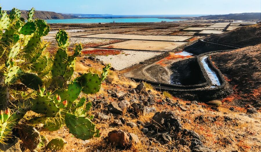 Lanzarote: Volcanos of Timanfaya and Caves Tour with Lunch - Key Things You’ll Notice on This Lanzarote Tour
