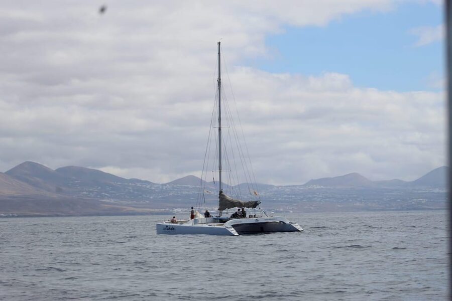 Lanzarote: Whale and Dolphin Watching Eco-Friendly Catamaran - Quick takeaways